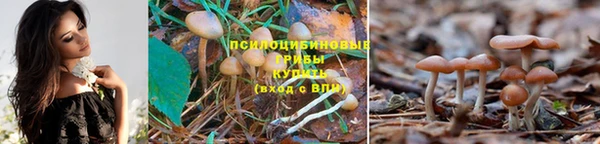 крисы Зеленодольск